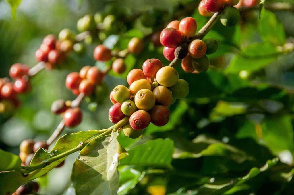 specialty coffee, coffee cherries