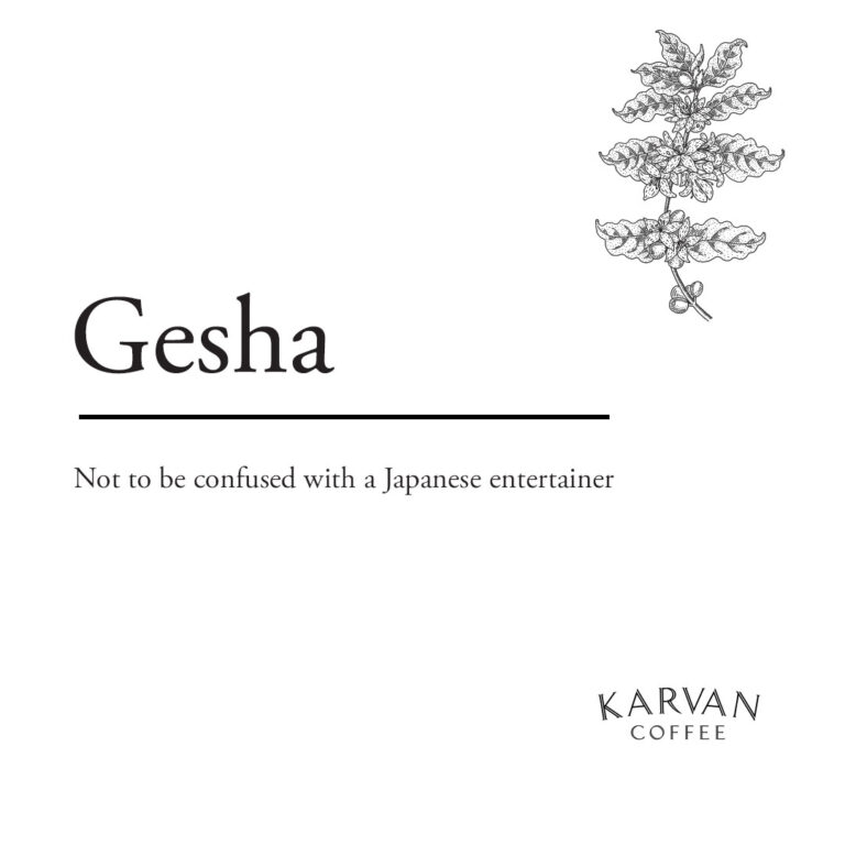 gesha coffee beans - a coffee varietal
