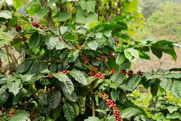 Panama coffee