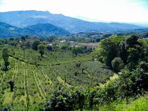 panama coffee farm